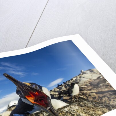 Blue-Eyed Shag, Antarctica by Anonymous