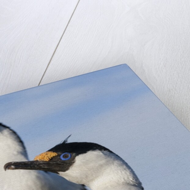 Blue-eyed Shags, Petermann Island, Antarctica by Anonymous