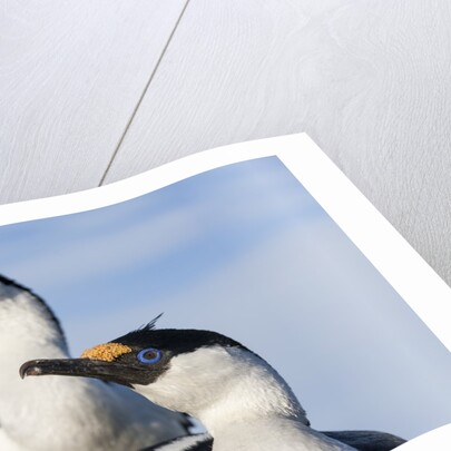 Blue-eyed Shags, Petermann Island, Antarctica by Anonymous