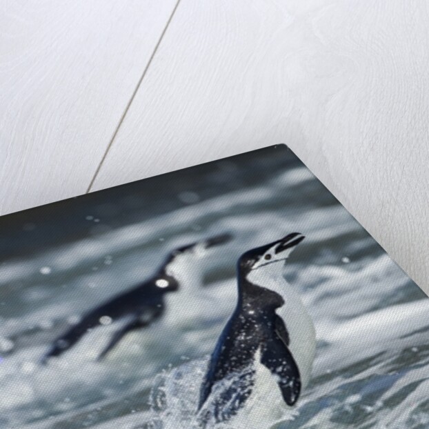Chinstrap Penguins, Deception Island, Antarctica by Anonymous