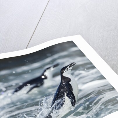 Chinstrap Penguins, Deception Island, Antarctica by Anonymous