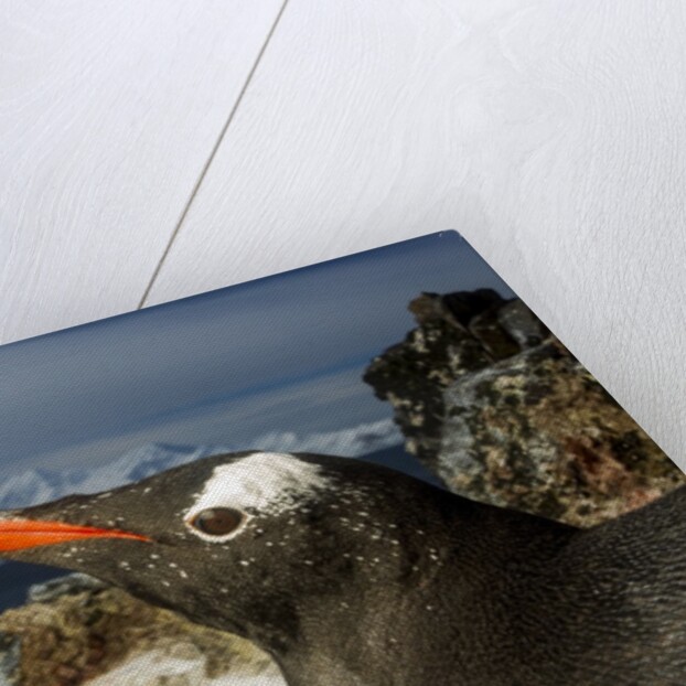 Gentoo Penguin Portrait, Antarctica by Anonymous