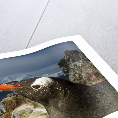 Gentoo Penguin Portrait, Antarctica by Anonymous