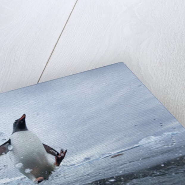 Leaping Gentoo Penguin, Antarctica by Anonymous