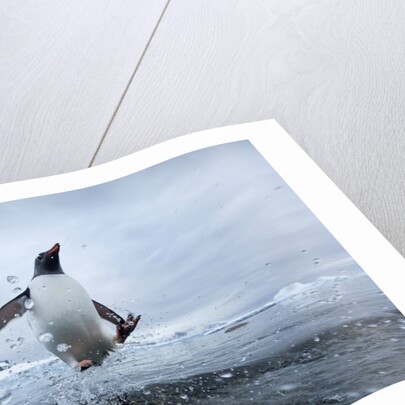 Leaping Gentoo Penguin, Antarctica by Anonymous