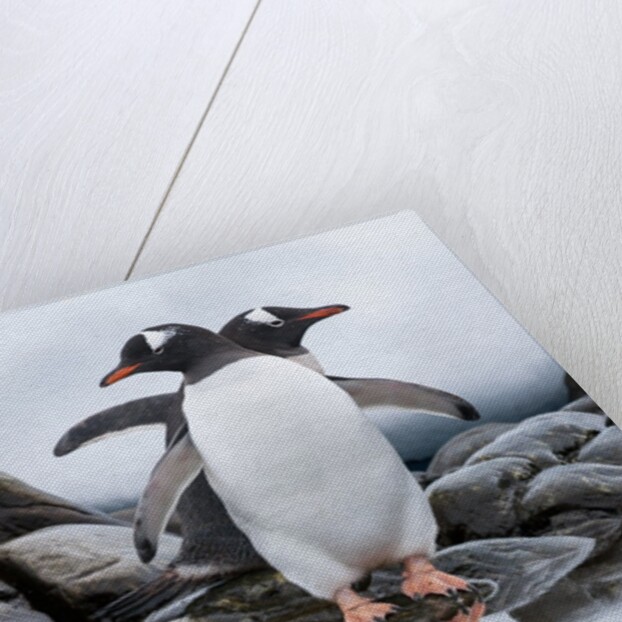 Gentoo Penguins, Antarctica by Anonymous