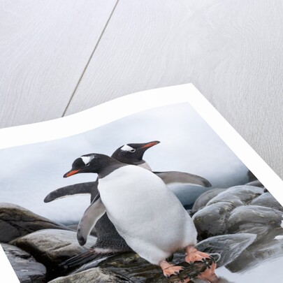 Gentoo Penguins, Antarctica by Anonymous