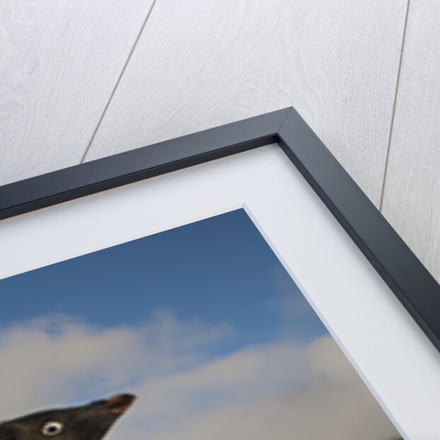 Adelie Penguins, Antarctica by Anonymous