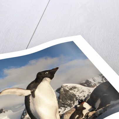 Adelie Penguins, Antarctica by Anonymous