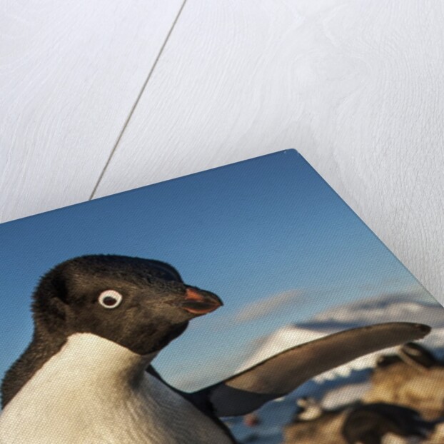 Adelie Penguin, Antarctica by Anonymous