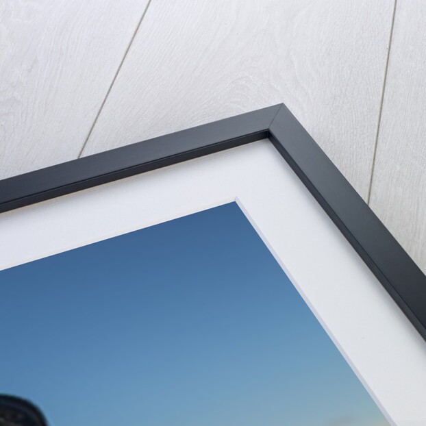 Adelie Penguin, Antarctica by Anonymous