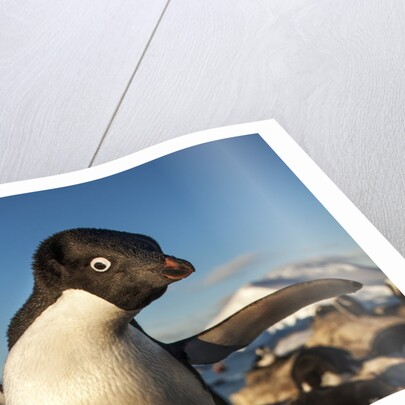 Adelie Penguin, Antarctica by Anonymous