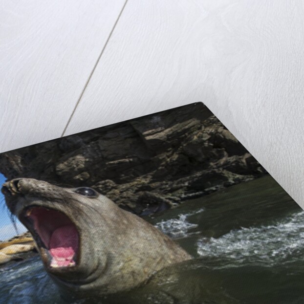 Elephant Seal, Antarctica by Anonymous