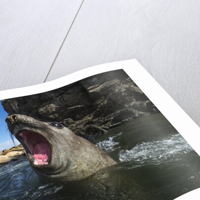 Elephant Seal, Antarctica by Anonymous