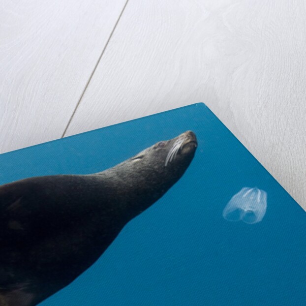 Underwater Sea Lion, Diego Ramirez Island, Chile by Anonymous