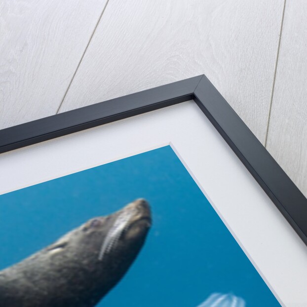 Underwater Sea Lion, Diego Ramirez Island, Chile by Anonymous
