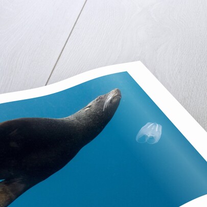 Underwater Sea Lion, Diego Ramirez Island, Chile by Anonymous