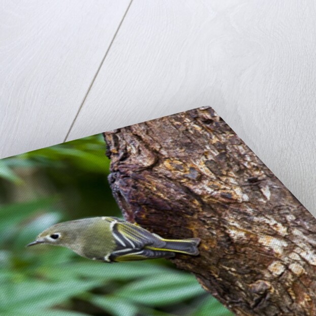 Ruby-crowned Kinglet by Anonymous