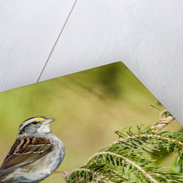 White-throated Sparrow by Anonymous
