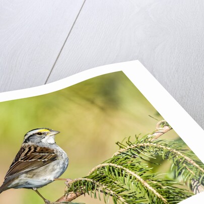 White-throated Sparrow by Anonymous