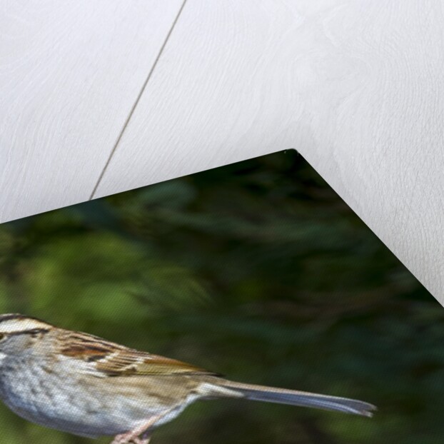 White-throated Sparrow by Anonymous
