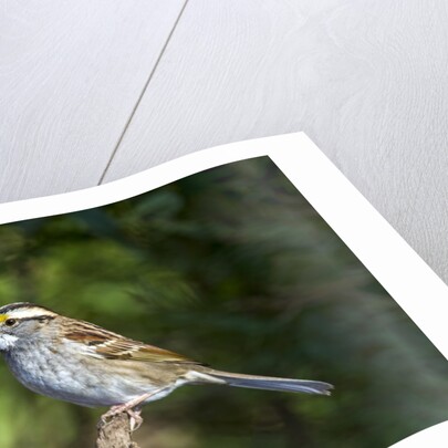 White-throated Sparrow by Anonymous