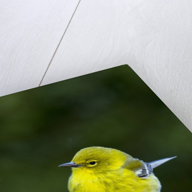 Pine Warbler by Anonymous