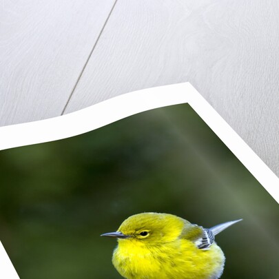 Pine Warbler by Anonymous