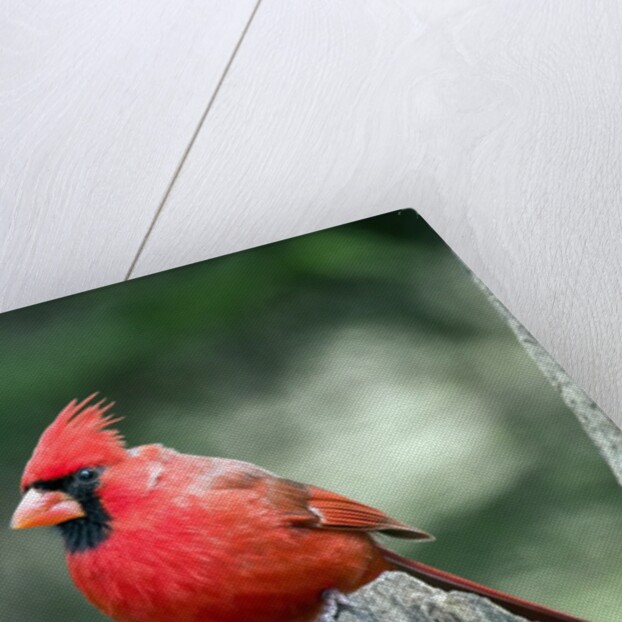 Northern Cardinal by Anonymous