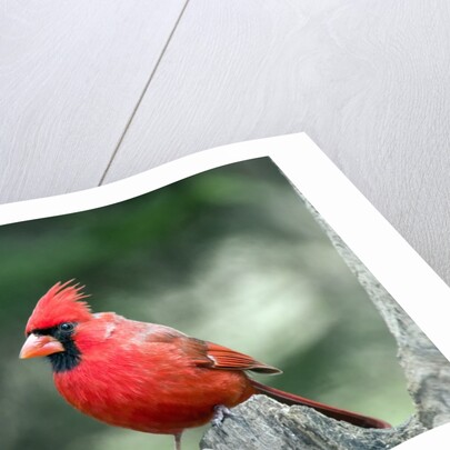Northern Cardinal by Anonymous