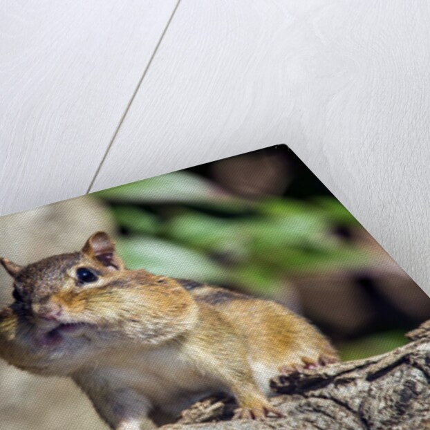 Eastern Chipmunk by Anonymous