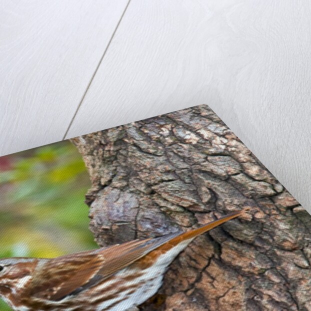 Fox Sparrow by Anonymous
