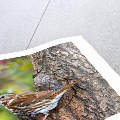 Fox Sparrow by Anonymous