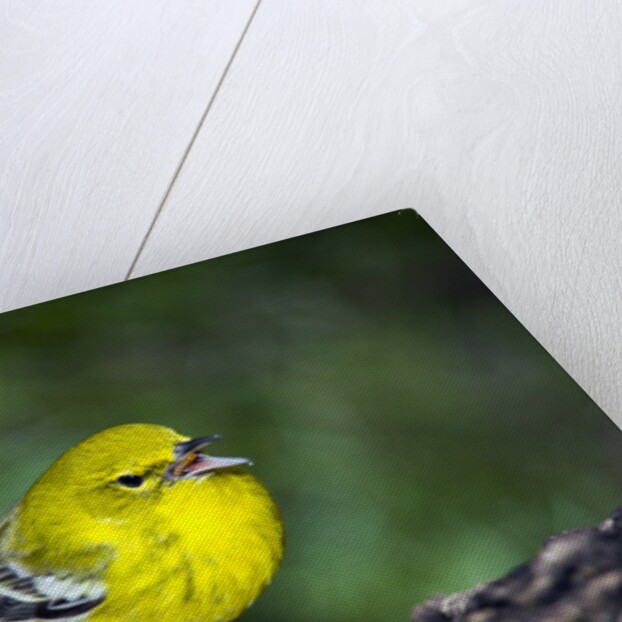 Pine Warbler by Anonymous