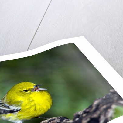 Pine Warbler by Anonymous