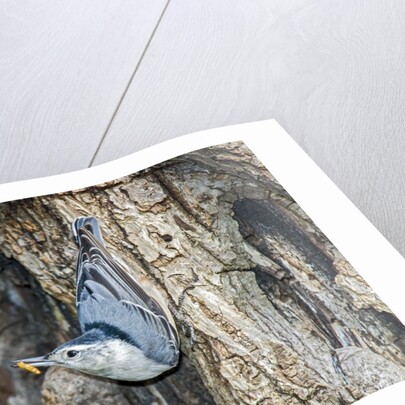White-breasted Nuthatch by Anonymous