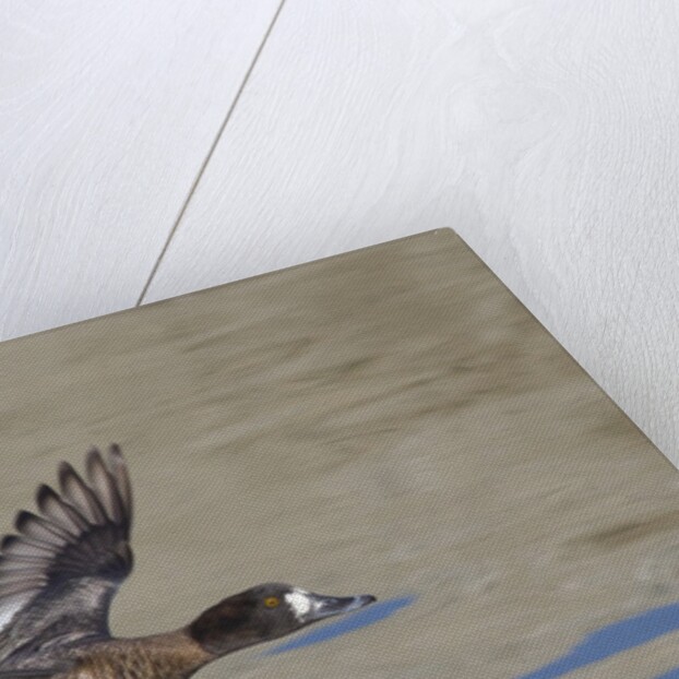 Female Lesser Scaup Duck in flight by Anonymous