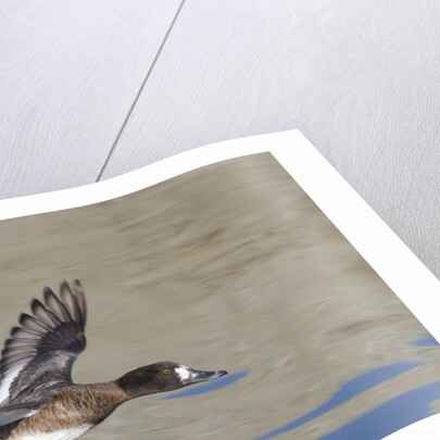 Female Lesser Scaup Duck in flight by Anonymous