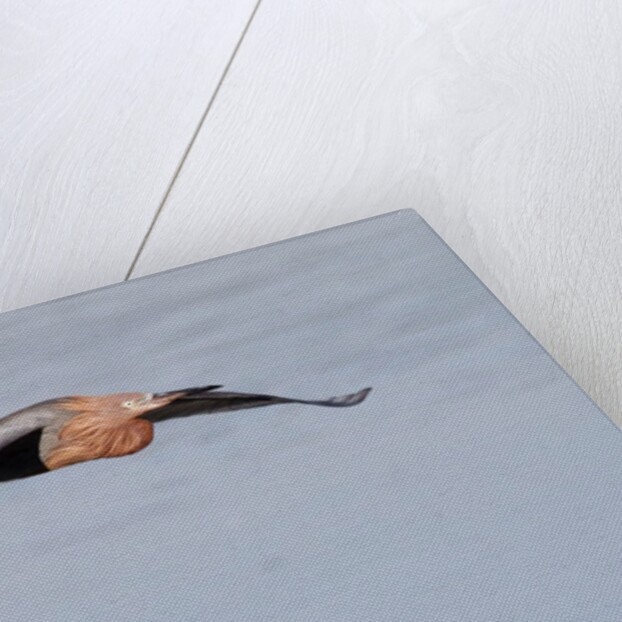 Reddish Egret in flight by Anonymous