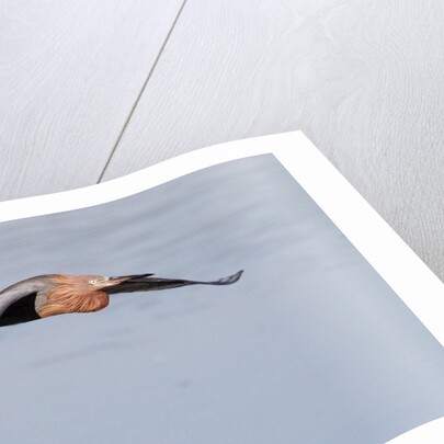 Reddish Egret in flight by Anonymous