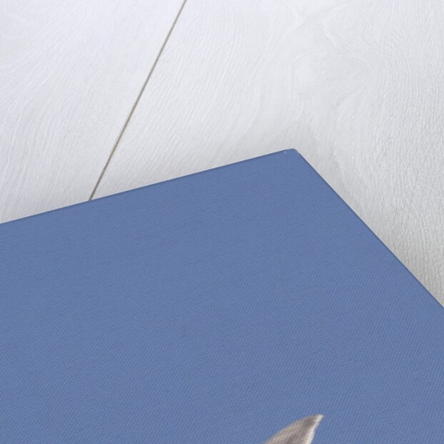 Ring-Billed Gull flying with sea shell by Anonymous