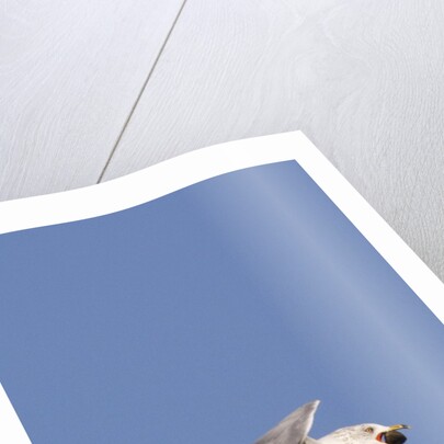 Ring-Billed Gull flying with sea shell by Anonymous