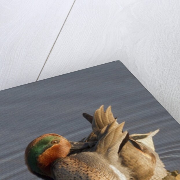 Male Green-Winged Teal Duck grooming by Anonymous