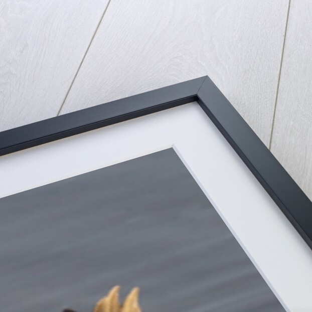 Male Green-Winged Teal Duck grooming by Anonymous