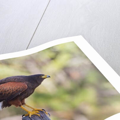 Harris's Hawk by Anonymous