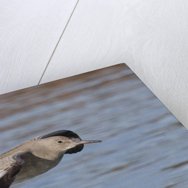 Willet in flight by Anonymous