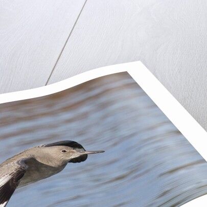 Willet in flight by Anonymous