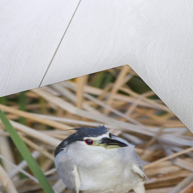 Black-Crowned Night-Heron by Anonymous
