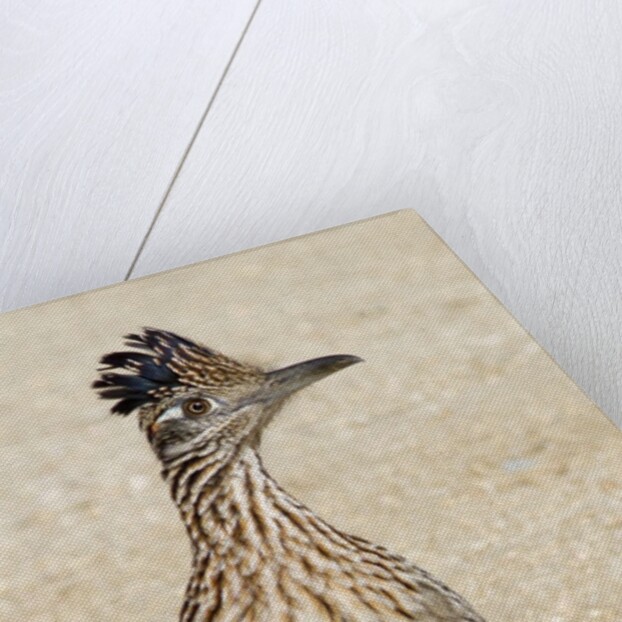 Greater Roadrunner by Anonymous