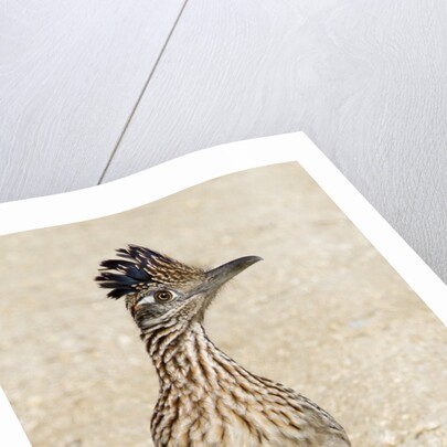 Greater Roadrunner by Anonymous